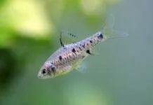 Fiche du poisson Oliotius oligolepis (Barbus à carreaux) Barbus à carreaux