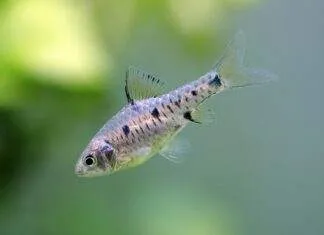 Fiche du poisson Oliotius oligolepis (Barbus à carreaux) Barbus à carreaux