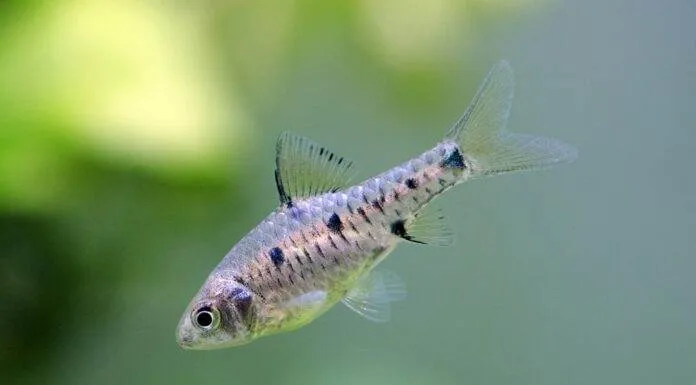 Fiche du poisson Oliotius oligolepis (Barbus à carreaux) Barbus à carreaux