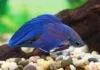 Betta splendens
