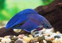 Betta splendens