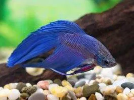 Betta splendens