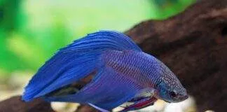 Betta splendens