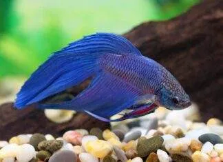 Betta splendens