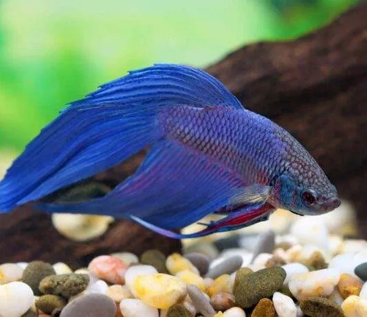 Betta splendens