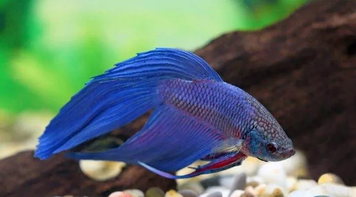 Betta splendens