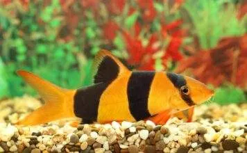 Fiche du poisson Chromobotia macracanthus Botia macracantha