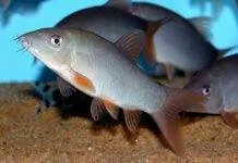 Fiche du poisson Yasuhikotakia modesta (Botia Modeste) Botia modeste