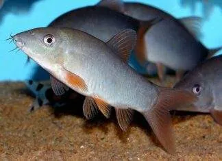 Fiche du poisson Yasuhikotakia modesta (Botia Modeste) Botia modeste