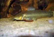 Fiche du poisson Callichthys callichthys Callichthys affinis