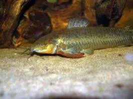 Callichthys affinis