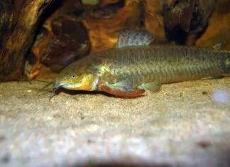 Callichthys affinis
