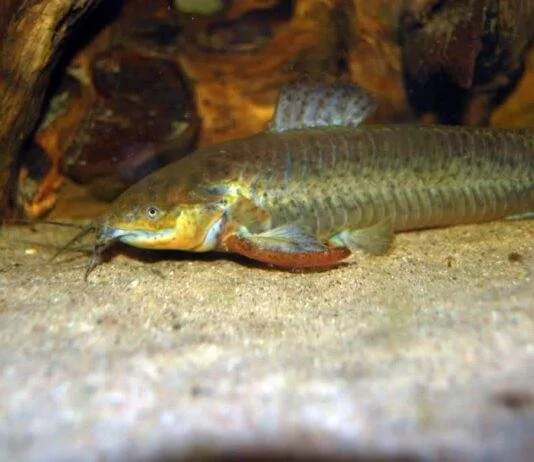 Callichthys affinis