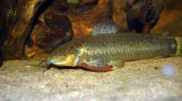 Fiche du poisson Callichthys callichthys Callichthys affinis