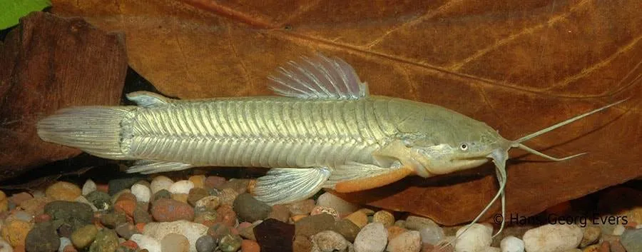 Callichthys callichthys
