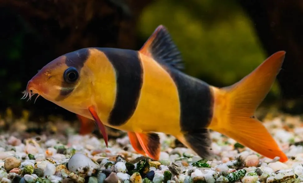 Chromobotia macracanthus