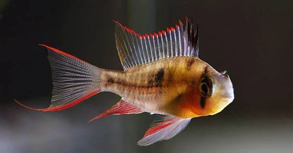 Cichlidé de Bolivie