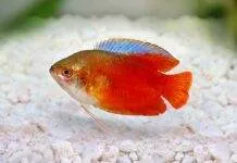 Fiche du poisson Trichogaster lalius (Colisa lalia) Colisa lalia rouge