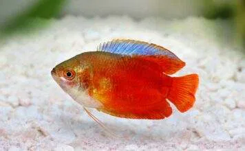 Colisa lalia rouge
