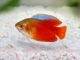 Fiche du poisson Trichogaster lalius (Colisa lalia) Colisa lalia rouge