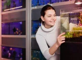 Comment et avec quoi nourrir les alevins poisson