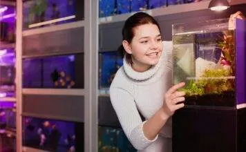 Comment et avec quoi nourrir les alevins poisson