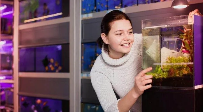 Comment et avec quoi nourrir les alevins Comment et avec quoi nourrir les alevins poisson