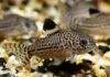 Fiche du poisson Corydoras julii Corydoras julii