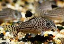 Corydoras julii