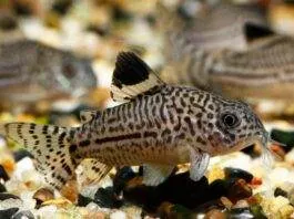 Corydoras julii