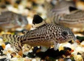 Corydoras julii