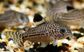 Fiche du poisson Corydoras julii Corydoras julii