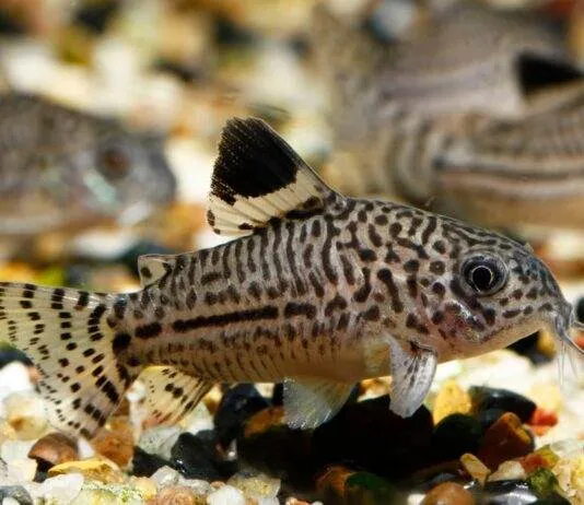 Corydoras julii