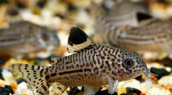 Corydoras julii