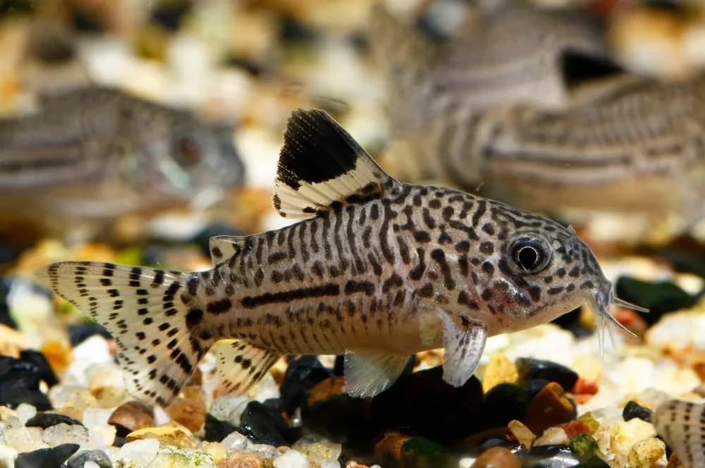 Corydoras julii Corydoras julii