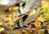 Fiche du poisson Corydoras melanistius Corydoras melanistius