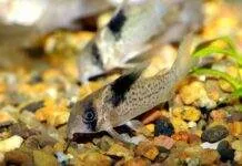 Fiche du poisson Corydoras melanistius Corydoras melanistius