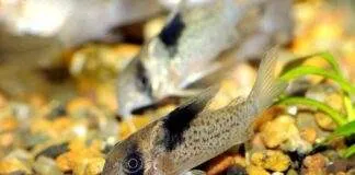Corydoras melanistius