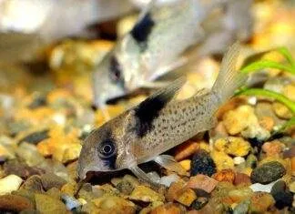 Corydoras melanistius