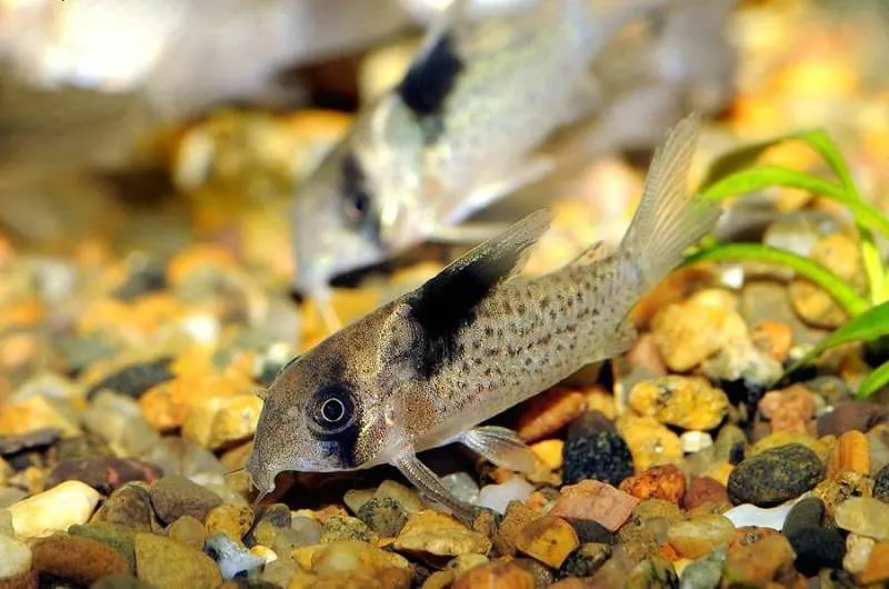 Corydoras melanistius Corydoras melanistius