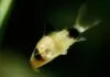 Fiche du poisson Corydoras panda Corydoras panda