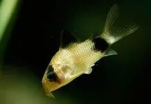 Corydoras panda