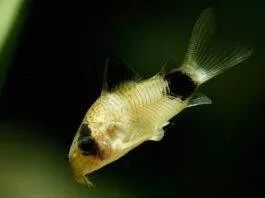 Corydoras panda