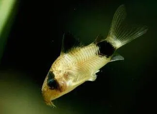 Corydoras panda
