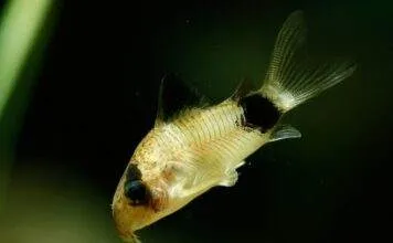 Corydoras panda