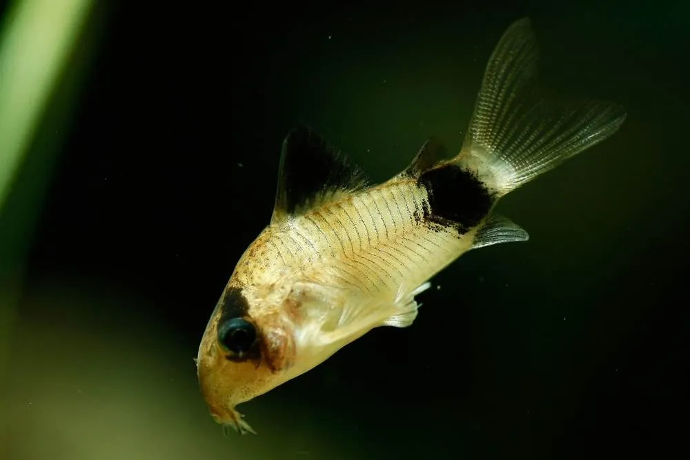 Corydoras panda