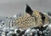 Fiche du poisson Corydoras punctatus Corydoras punctatus