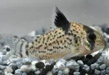 Corydoras punctatus