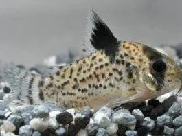 Corydoras punctatus