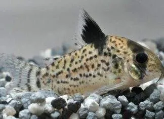 Corydoras punctatus